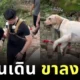 น้องไม่ไหวบอกไหว! นักปีนเขาชาวจีนแบกลาบราดอร์หุ่นตุ้ยนุ้ยลงเขาด้วยแคร่ไม้ หลังน้องเหนื่อยจนเดินไม่ไหว