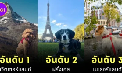 เผย 10 อันดับประเทศที่เป็นมิตรกับสัตว์เลี้ยง (Pet-Friendly) ประจำปี 2025 ที่คนรักสัตว์น่าพาน้องไปเยือน!