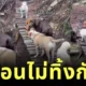 เพื่อนกันไม่ทิ้งกัน! เหล่ามะหมาสี่ขาช่วยเพื่อนตูบกลัวความสูงข้ามสะพาน ที่ใครเห็นเป็นต้องใจฟู