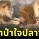 เผยคลิปเจ้าลูกสิงโตแอบย่องจ๊ะเอ๋พ่อ ทำเอาสิงโตตัวพ่อถึงกับเสียทรงอย่างแรง