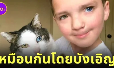 เด็กชายชาวอเมริกันถูกบูลลี่เพราะ "ตาสองสี" แต่โชคชะตาพาให้เขาได้เจอเพื่อนเหมียวที่เหมือนกันทุกประการ