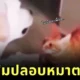 เจ้าแมวส้มค่อยสัมผัสเจ้าหมาลาบราดอร์ตาบอด เพื่อให้น้องรู้ว่ามีเพื่อนตัวขนคอยดูแลอยู่ใกล้ ๆ ชาวเน็ตเห็นแล้วใจฟูจนเป็นไวรัล!