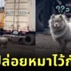 อย่าปล่อยพ่อไว้กับหมา! ลูกสาวฝากป๊ะป๋าเลี้ยงซามอยด์ 5 วัน พอกลับมารับ น้องเปลี่ยนไปจนจำแทบไม่ได้!
