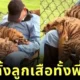 Tiger cubs are sleeping on Nanny
