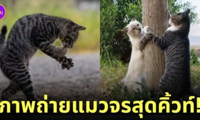 ภาพแมวจรจัด ช่างภาพชาวญี่ปุ่น Masayuki Oki