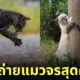 ภาพแมวจรจัด ช่างภาพชาวญี่ปุ่น Masayuki Oki