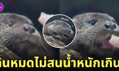 นากเด็กกินเนื้อปลาทำหน้าฟิน