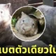 ป้าไอซ่า วอมแบต สวนสัตว์เปิดเขาเขียว