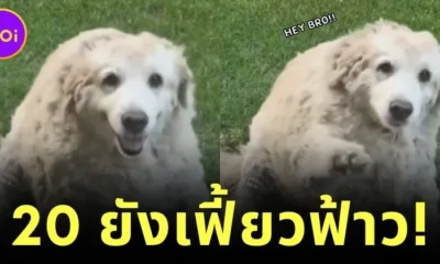 แก่ยังแจ๋ว! น้องหมาลาบราดอร์อายุ 20 ปี โชว์โบกมือทักทายตามคำสั่งคน น่ารักนุ้บนิ้บจนกลายเป็นไวรัล!