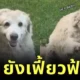แก่ยังแจ๋ว! น้องหมาลาบราดอร์อายุ 20 ปี โชว์โบกมือทักทายตามคำสั่งคน น่ารักนุ้บนิ้บจนกลายเป็นไวรัล!