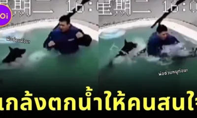 เจ้าหมาโดเบอร์แมนขี้อิจฉา! แกล้ง "ตกน้ำ" เอง หลังเห็นน้องหมาตัวเล็กได้ความสนใจจากเจ้าของ
