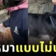 Dog owner prepares plastic gloves for muslim to pet his dogs