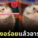 เจ้าเม่นแคระกำลังอารมณ์บ่จอย แต่พอได้กินอาหาร สีหน้าของน้องก็เปลี่ยนไปราวกับคนละคน