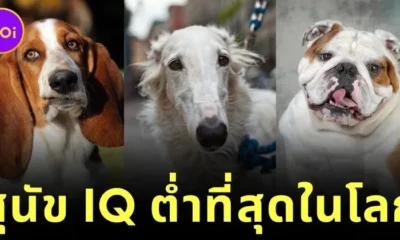 เผย 10 อันดับสายพันธุ์สุนัขที่มีไอคิวต่ำที่สุดในโลก โดย "ดร. สแตนลีย์ โคเรน (Stanley Coren)"