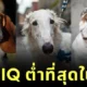 เผย 10 อันดับสายพันธุ์สุนัขที่มีไอคิวต่ำที่สุดในโลก โดย "ดร. สแตนลีย์ โคเรน (Stanley Coren)"
