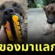 "สนิกเกอร์ส (Snickers)" หมาไทยผู้ซื่อสัตย์ นำของฝากมาแลกข้าวจนกลายเป็นไวรัลทั่วโลก
