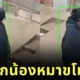 เผยคลิปน้องหมาพุ่งจูจุ๊บหญิงสาวแปลกหน้า ทำเอานุดเขินตัวเป็นเกรียวจนกลายเป็นไวรัล!