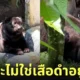 เสือดำอ้วนในสวนสัตว์มาเลเซีย
